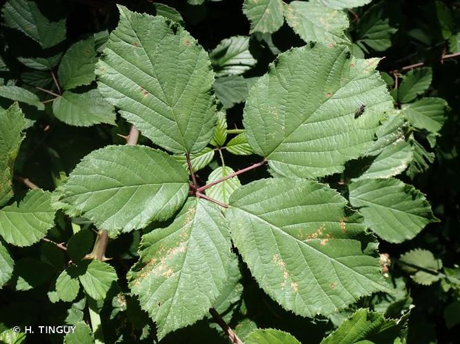 <i>Rubus bifrons</i> Vest ex Tratt., 1823 © H. TINGUY