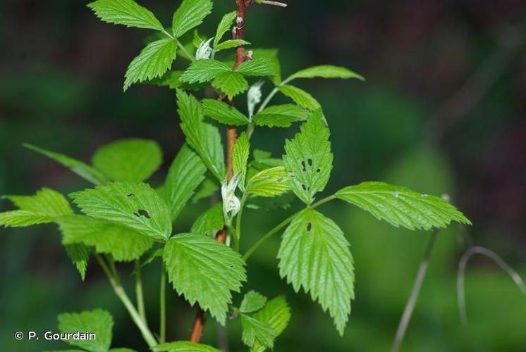 <i>Rubus idaeus</i> L., 1753 © P. Gourdain