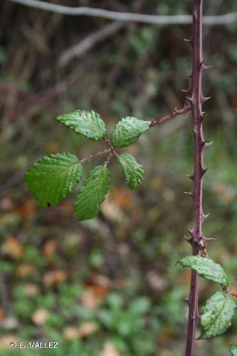 <i>Rubus ulmifolius</i> Schott, 1818 © E. VALLEZ