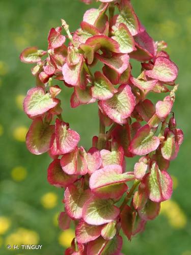 <i>Rumex acetosa</i> L., 1753 [nom. et typ. cons.] © H. TINGUY