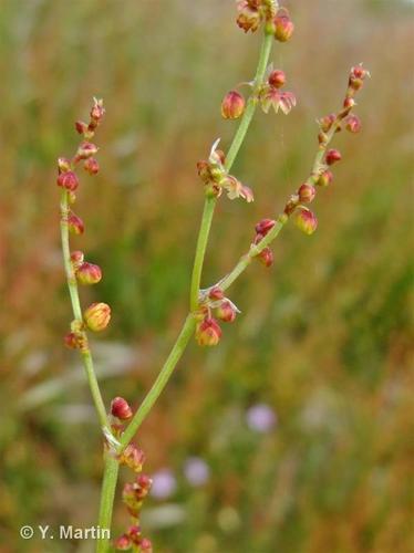 <i>Rumex acetosella</i> L., 1753 © 