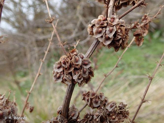 <i>Rumex cristatus</i> DC., 1813 © R. Poncet