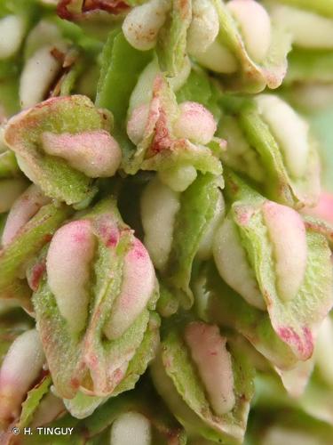 <i>Rumex hydrolapathum</i> Huds., 1778 © H. TINGUY