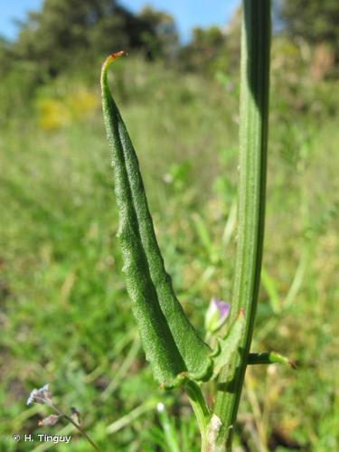 <i>Rumex intermedius</i> DC., 1815 © H. Tinguy