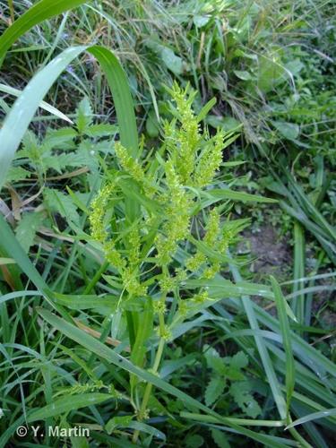 <i>Rumex maritimus</i> L., 1753 © 