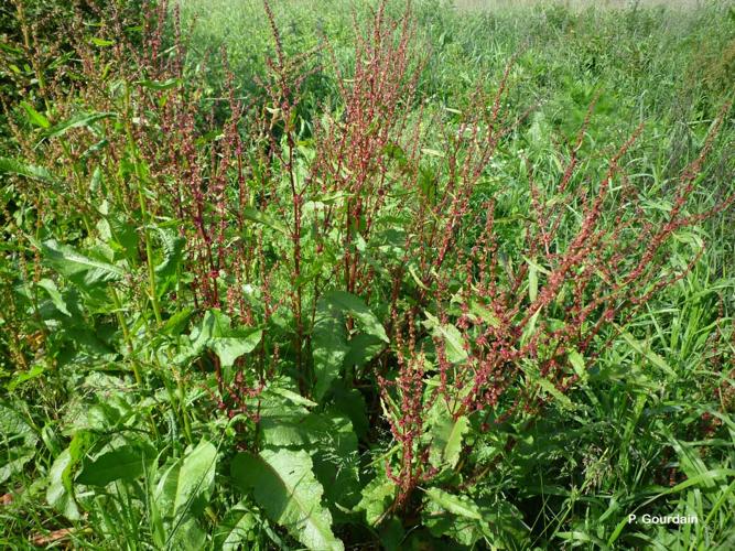 <i>Rumex obtusifolius</i> L., 1753 © P. Gourdain