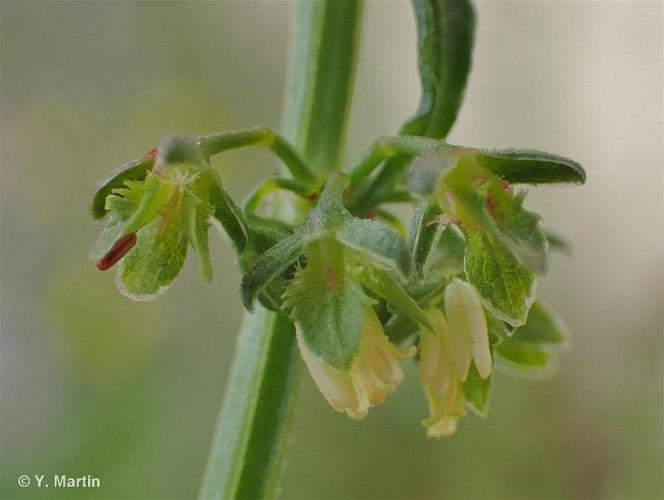 <i>Rumex pulcher</i> L., 1753 © 