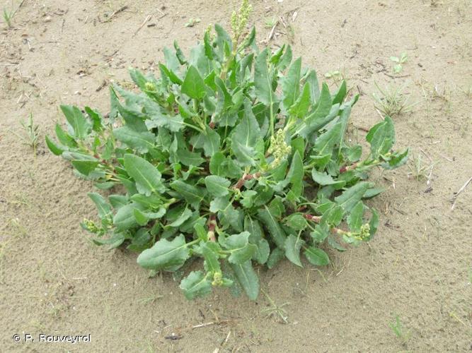 <i>Rumex roseus</i> L., 1753 © P. Rouveyrol