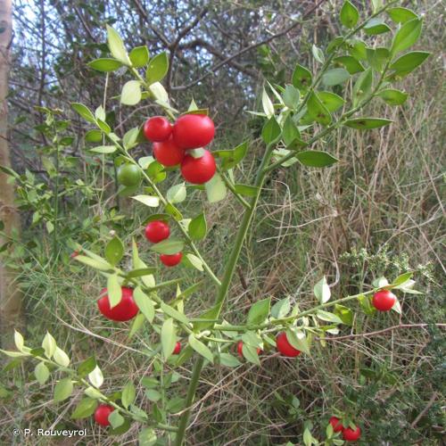 <i>Ruscus aculeatus</i> L., 1753 © P. Rouveyrol