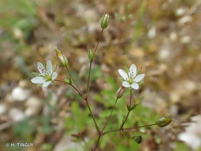 <i>Sabulina tenuifolia</i> (L.) Rchb., 1832 © H. TINGUY