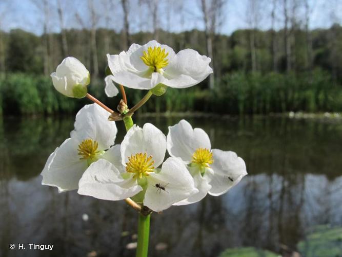 <i>Sagittaria latifolia</i> Willd., 1805 © H. Tinguy