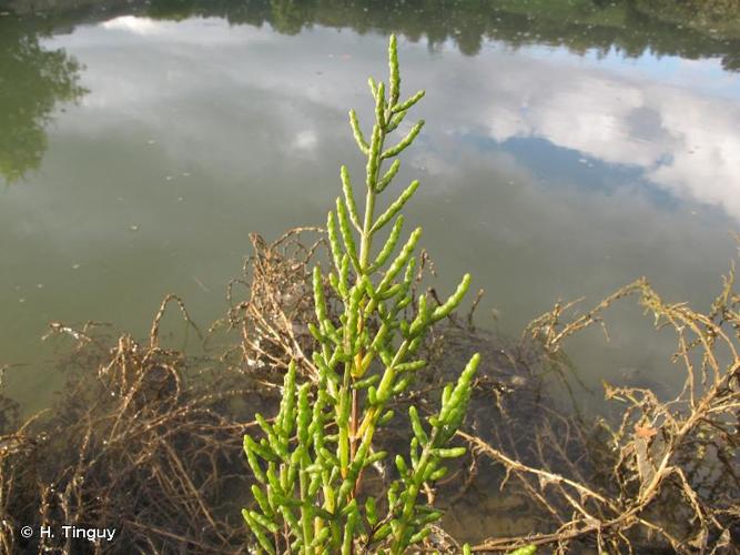 <i>Salicornia perennis</i> Mill., 1768 © H. Tinguy