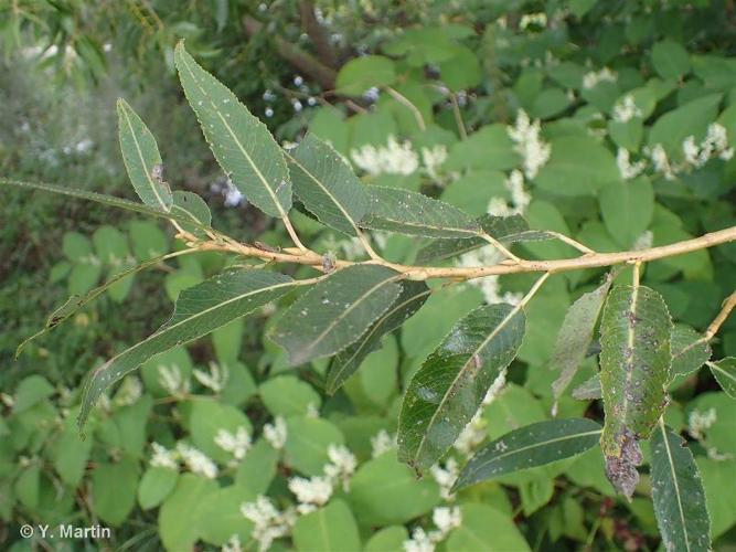 <i>Salix fragilis</i> L., 1753 © 