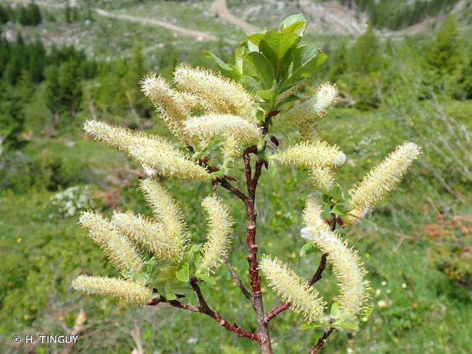 <i>Salix hastata</i> L., 1753 © H. TINGUY