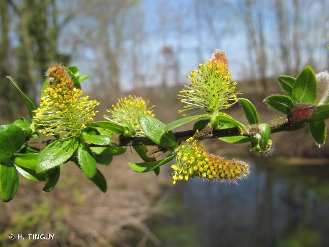 <i>Salix myrsinifolia</i> Salisb., 1796 © H. TINGUY