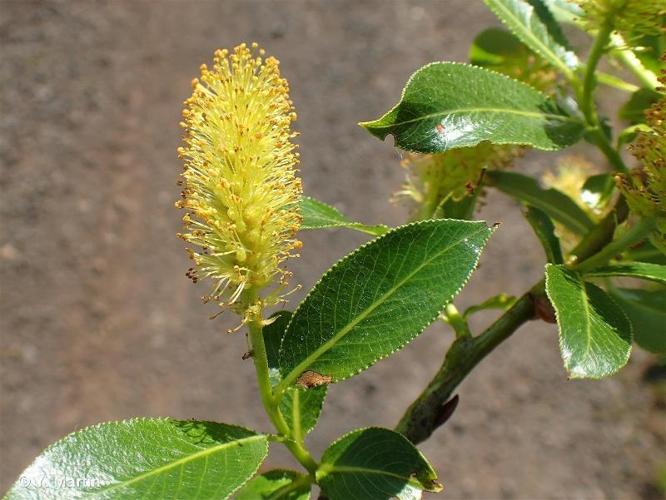 <i>Salix pentandra</i> L., 1753 © 