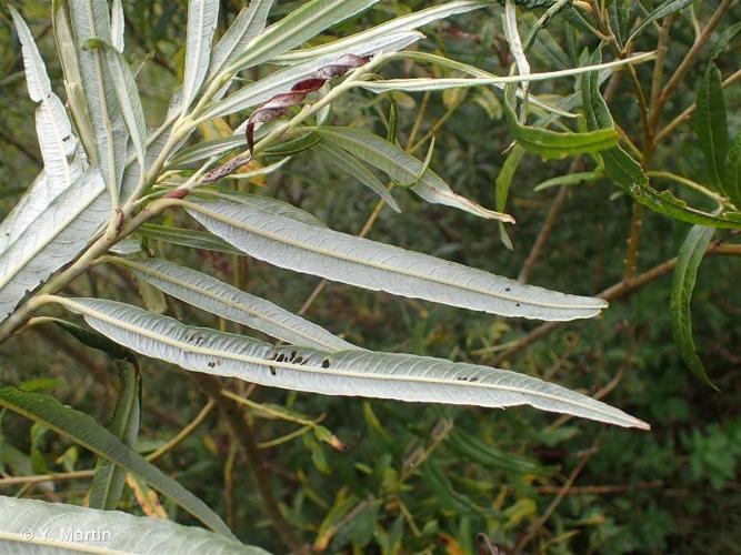 <i>Salix viminalis</i> L., 1753 © 