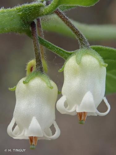 <i>Salpichroa origanifolia</i> (Lam.) Baill., 1888 © H. TINGUY