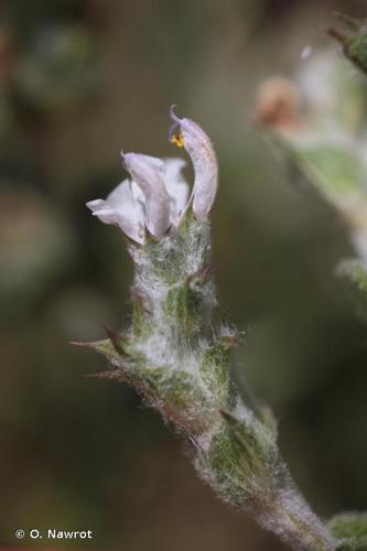 <i>Salvia aethiopis</i> L., 1753 © O. Nawrot