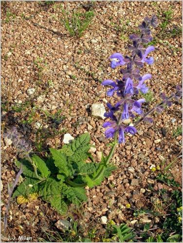 <i>Salvia pratensis</i> L., 1753 © 
