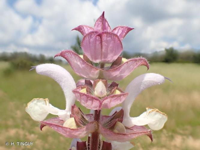 <i>Salvia sclarea</i> L., 1753 © H. TINGUY