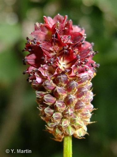 <i>Sanguisorba officinalis</i> L., 1753 © 