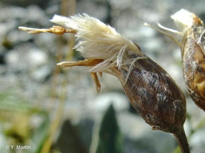 <i>Saussurea discolor</i> (Willd.) DC., 1810 © 