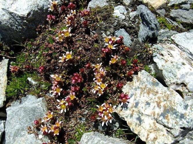 <i>Saxifraga biflora</i> All., 1773 © 