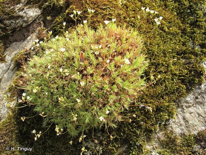 <i>Saxifraga fragosoi</i> Sennen, 1929 © H. Tinguy