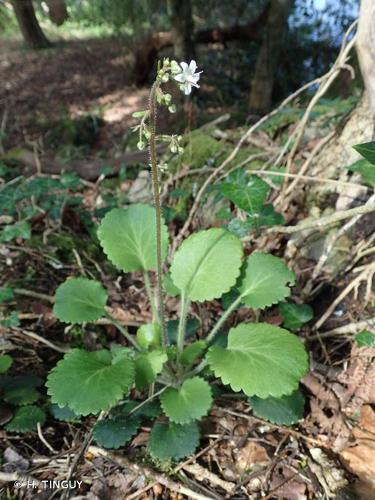 <i>Saxifraga hirsuta</i> L., 1759 © H. TINGUY