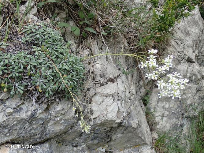 <i>Saxifraga lantoscana</i> Boiss. & Reut., 1856 © H. TINGUY