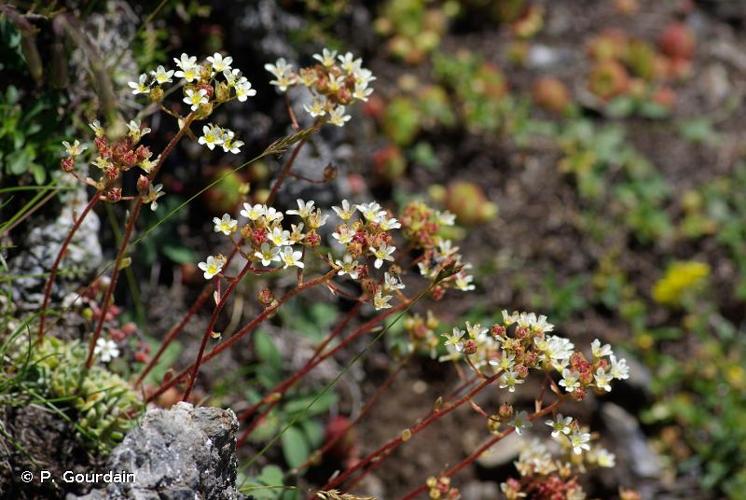 <i>Saxifraga paniculata</i> Mill., 1768 © P. Gourdain