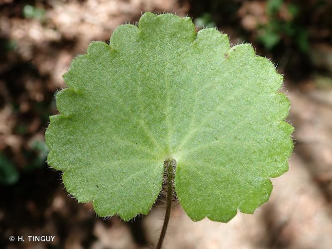 <i>Saxifraga rotundifolia</i> L., 1753 © H. TINGUY