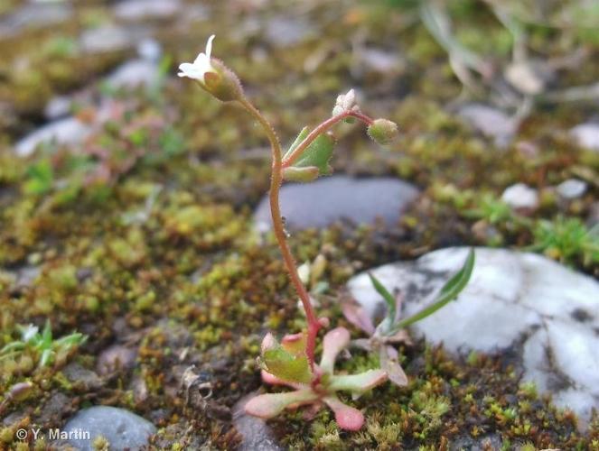 <i>Saxifraga tridactylites</i> L., 1753 © 