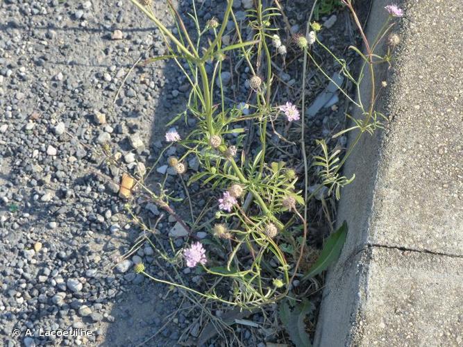 <i>Scabiosa atropurpurea</i> L., 1753 © A. Lacoeuilhe