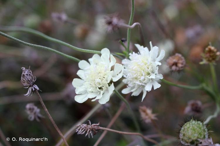 <i>Scabiosa ochroleuca</i> L., 1753 © O. Roquinarc'h