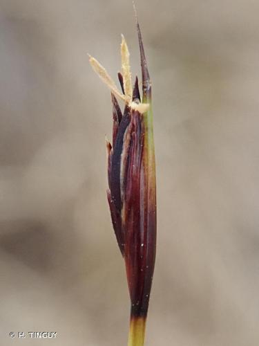 <i>Schoenus ferrugineus</i> L., 1753 © H. TINGUY