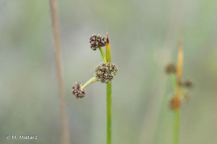 <i>Scirpoides holoschoenus</i> (L.) Soják, 1972 © M. Mistarz