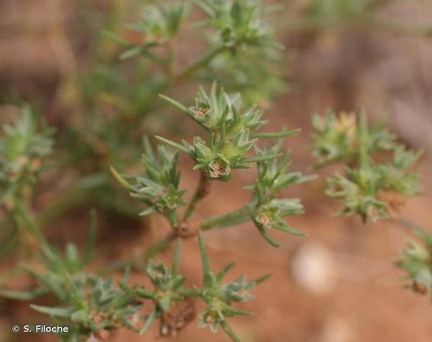 <i>Scleranthus annuus</i> L., 1753 © S. Filoche