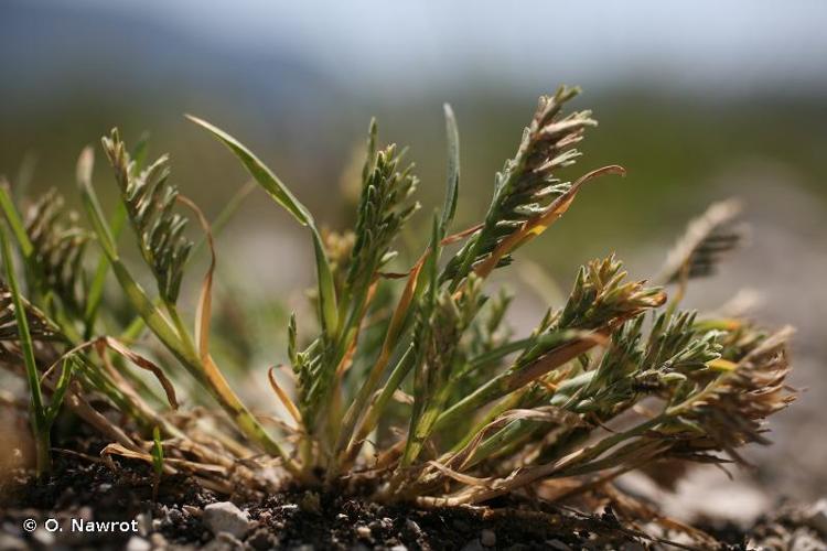 <i>Sclerochloa dura</i> (L.) P.Beauv., 1812 © O. Nawrot