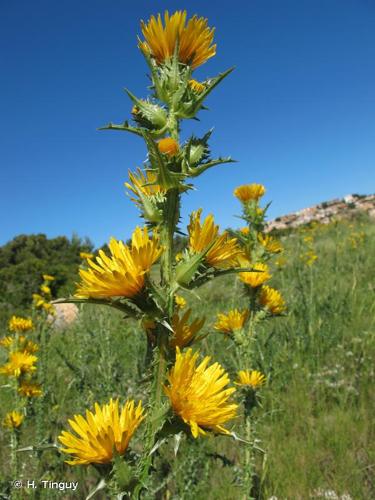 <i>Scolymus grandiflorus</i> Desf., 1799 © H. Tinguy