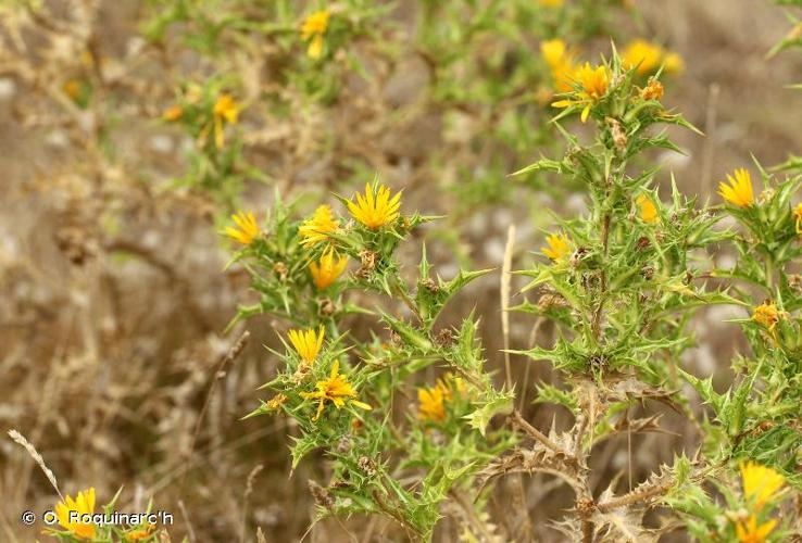 <i>Scolymus hispanicus</i> L., 1753 © O. Roquinarc'h