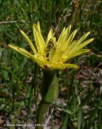 <i>Scorzonera parviflora</i> Jacq., 1776 © Mario Klesczewski, CEN L-R