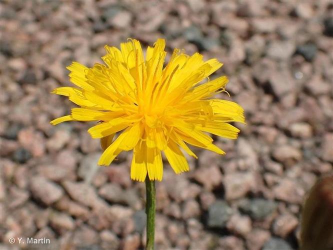 <i>Scorzoneroides autumnalis</i> (L.) Moench, 1794 © 