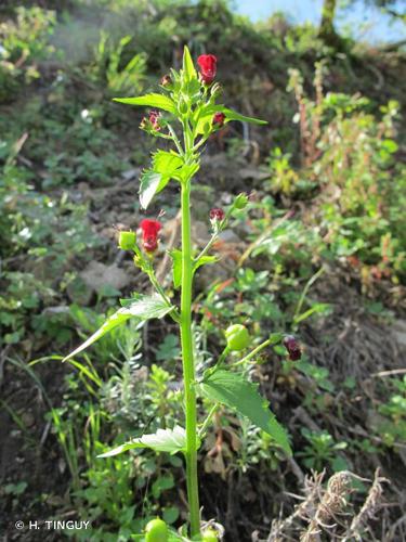 <i>Scrophularia peregrina</i> L., 1753 © H. TINGUY