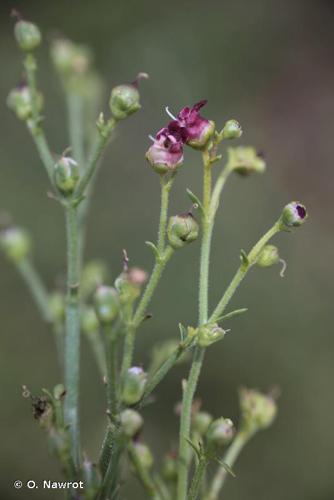 <i>Scrophularia provincialis</i> Rouy, 1909 © O. Nawrot