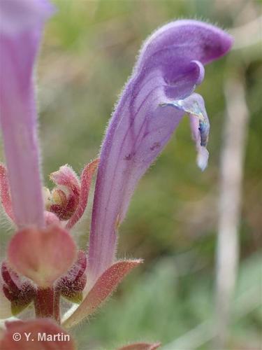 <i>Scutellaria alpina</i> L., 1753 © 