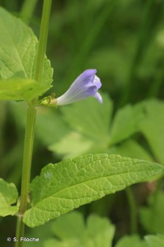 <i>Scutellaria galericulata</i> L., 1753 © S. Filoche