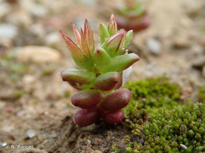 <i>Sedum cespitosum</i> (Cav.) DC., 1828 © R. Poncet