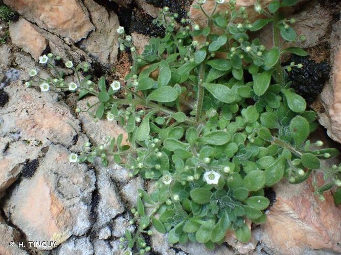 <i>Sedum fragrans</i> 't Hart, 1983 © H. TINGUY